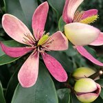 Magnolia Stellar Ruby (2)