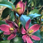 Magnolia Stellar Ruby (4)