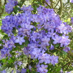 Rhododendron augustinii Saint Tudy (1)