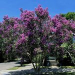 Lagerstroemia indica Purple Magic (1)