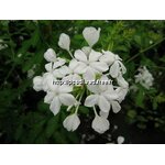 plumbago%20auriculata%20alba%20(1)