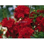 rhododendron_nabucco