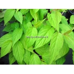 stachyurus-chinensis-goldbeater