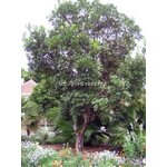 l_arbutus-unedo-compacta