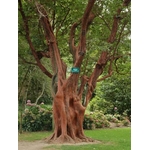 arbutus%20andrachnoides