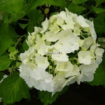 Hydrangea macrophylla Mme Emile Mouillere (2)