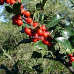 Ilex Blue Angel