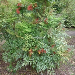 Nandina domestica (4)