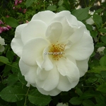 Rosa Fee des Neiges (3)