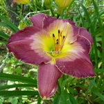 Hemerocallis Court Magician (2)