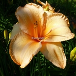 Hemerocallis Flame of Fortune (1)
