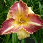 Hemerocallis Buc Clair de Lune (4)