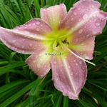 Hemerocallis Chosen Love (1)