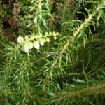 Pieris japonica Pygmaea (1)