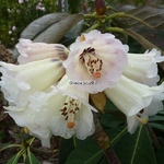 Rhododendron macabeanum (3)