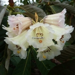 Rhododendron macabeanum (2)