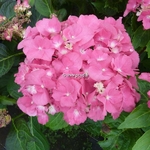 Hydrangea macrophylla Oregon Pride (2)