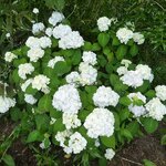 Hydrangea macrophylla Nymphe (4)