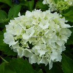 Hydrangea macrophylla Nymphe (2)