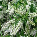 hebe-salicifolia