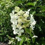 Hydrangea paniculata Levana (1)
