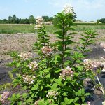 Hydrangea paniculata Wims Red (1)
