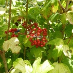 Viburnum opulus Park Harvest (2)