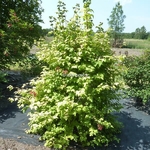 Viburnum opulus Park Harvest (1)