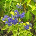 Caryopteris Aureomarginata