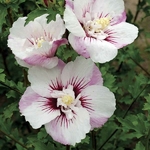 Hibiscus syriacus Pinkly Spot