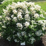 Hydrangea paniculata Daruma