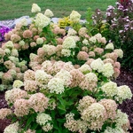 Hydrangea paniculata Little Lime