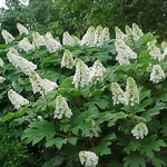 Hydrangea quercifolia Snowqueen