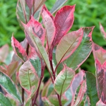 Photinia fraseri Louise (2)
