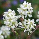 Amelanchier canadensis Prince William (2)