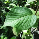 Viburnum furcatum (3)