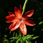 Schizostylis coccinea Major (2)