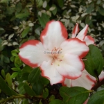 Rhododendron Sachsenstern (1)