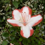 Rhododendron Sachsenstern (2)