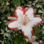 Rhododendron Sachsenstern