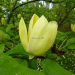 Magnolia Yellow Bird (2)