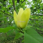Magnolia Yellow Bird (5)