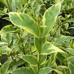 Ligustrum japonicum Arlequin