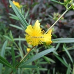 Hypericum prolificum (3)