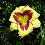 Hemerocallis El Desperado (1)