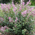 Syringa Pink Perfume