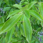 Euonymus myrianthus (1)