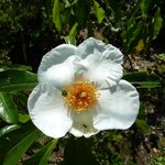 Franklinia alatamaha (2)