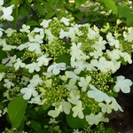 Viburnum plicatum tomentosum Watanabe (2)