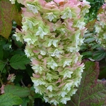 Hydrangea quercifolia Snowflake (21)